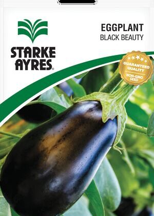 Eggplant Black Beauty