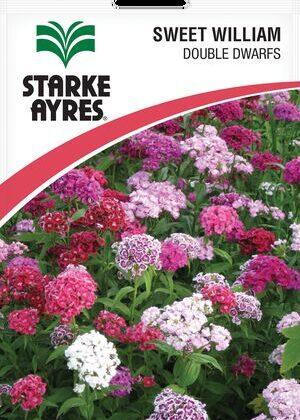 Sweet William Double Dwarfs