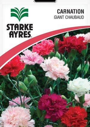 Carnation Giant Chaubaud