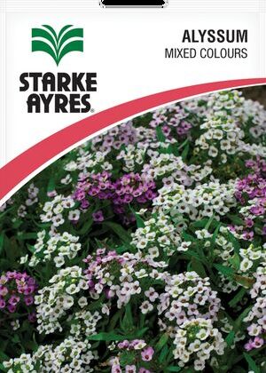 Alyssum Mixed Colours