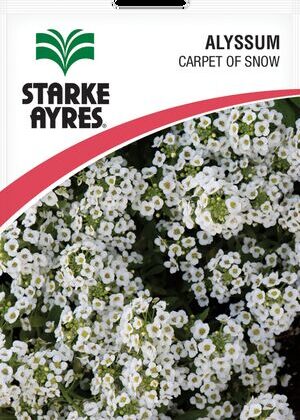 Alyssum Carpet of Snow