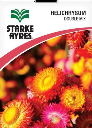 Helichrysum Double Mix